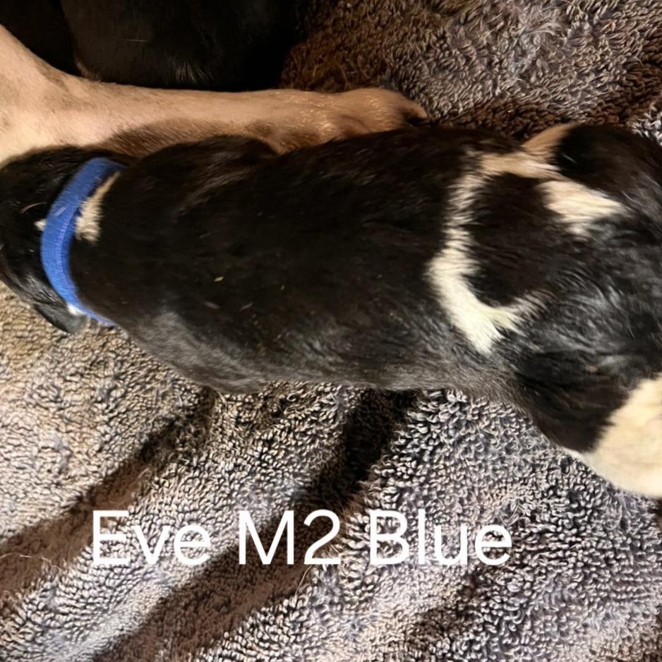 Eve's Pup- Travis — thumbnail 4