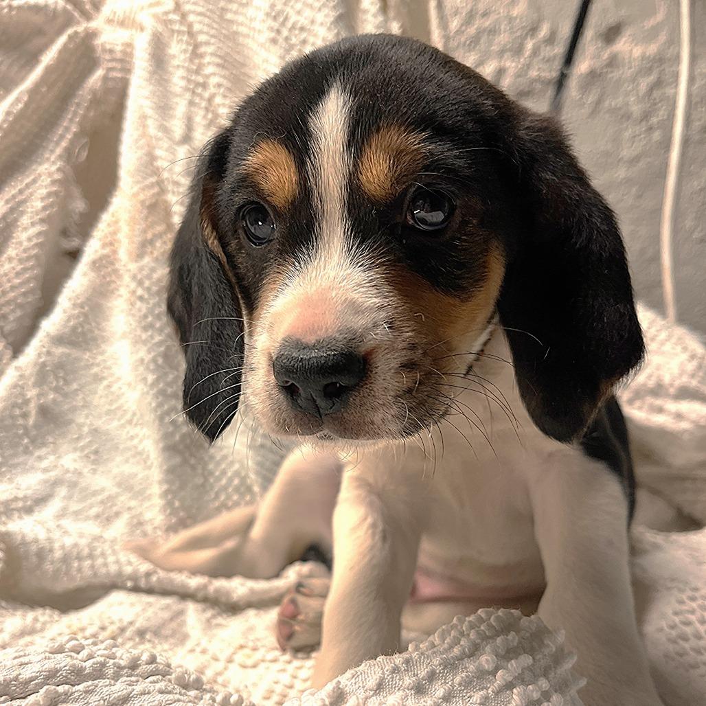 Eve's Pup- Travis — thumbnail 5