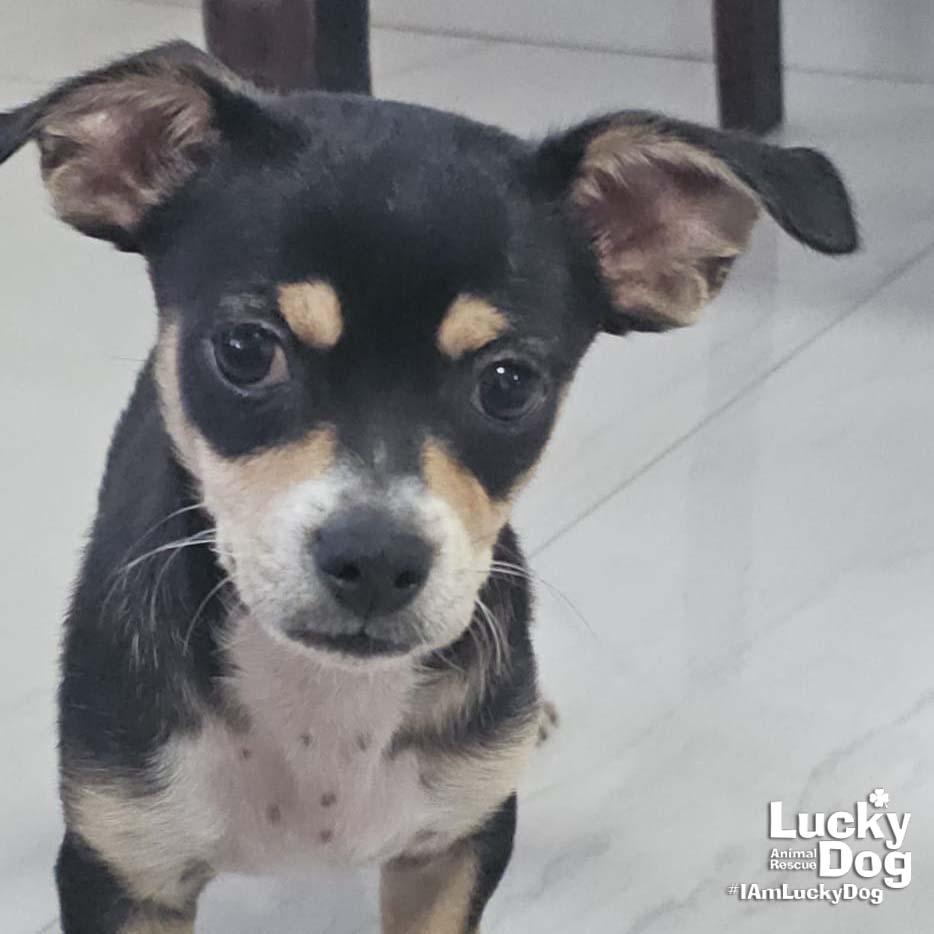 Franco, a Adopted mixed breed in Washington, DC image 1/2