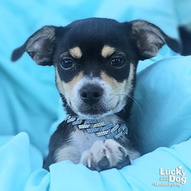 Franco, a Adopted mixed breed in Washington, DC image 2/2