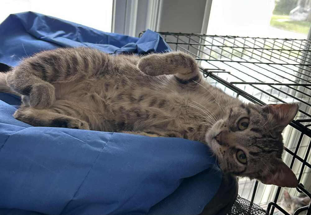 Enlarge Lincoln, a Adoptable Domestic Short Hair in Albany, WI image 2/2