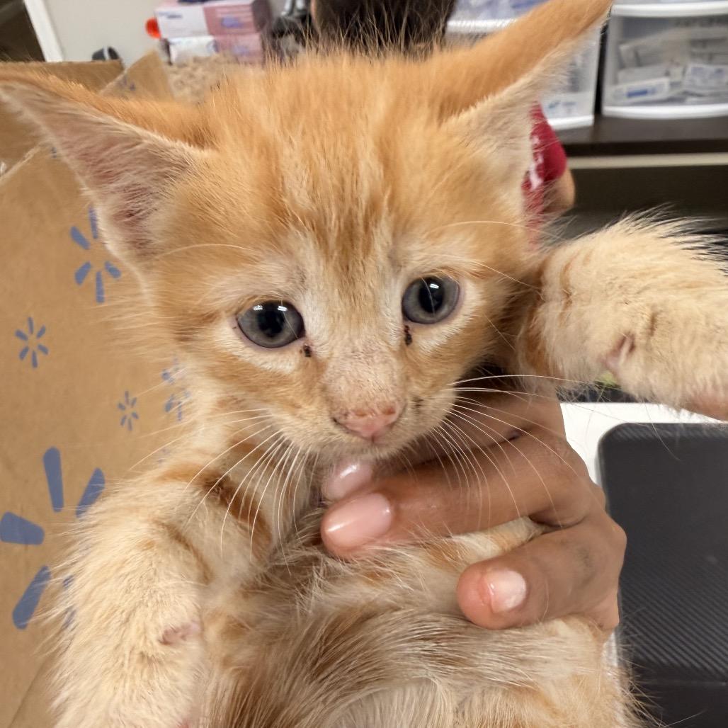 Optimus Prime, Adoptable, Kitten Male Domestic Short Hair.