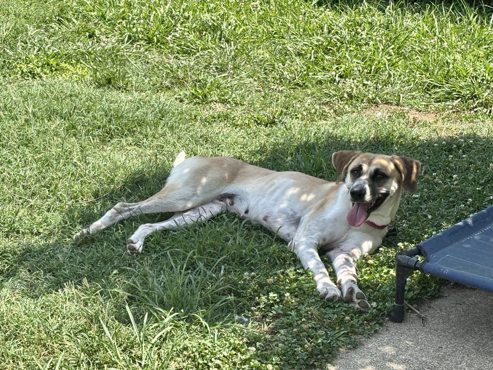 Angel, Adoptable, Adult Female Anatolian Shepherd.