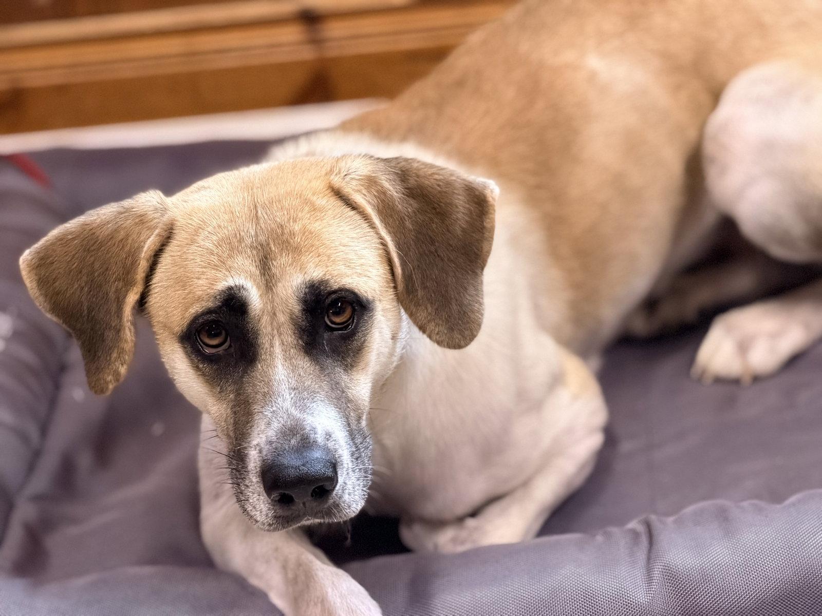 Enlarge Angel, a Adoptable Anatolian Shepherd in Raleigh, NC image 2/3