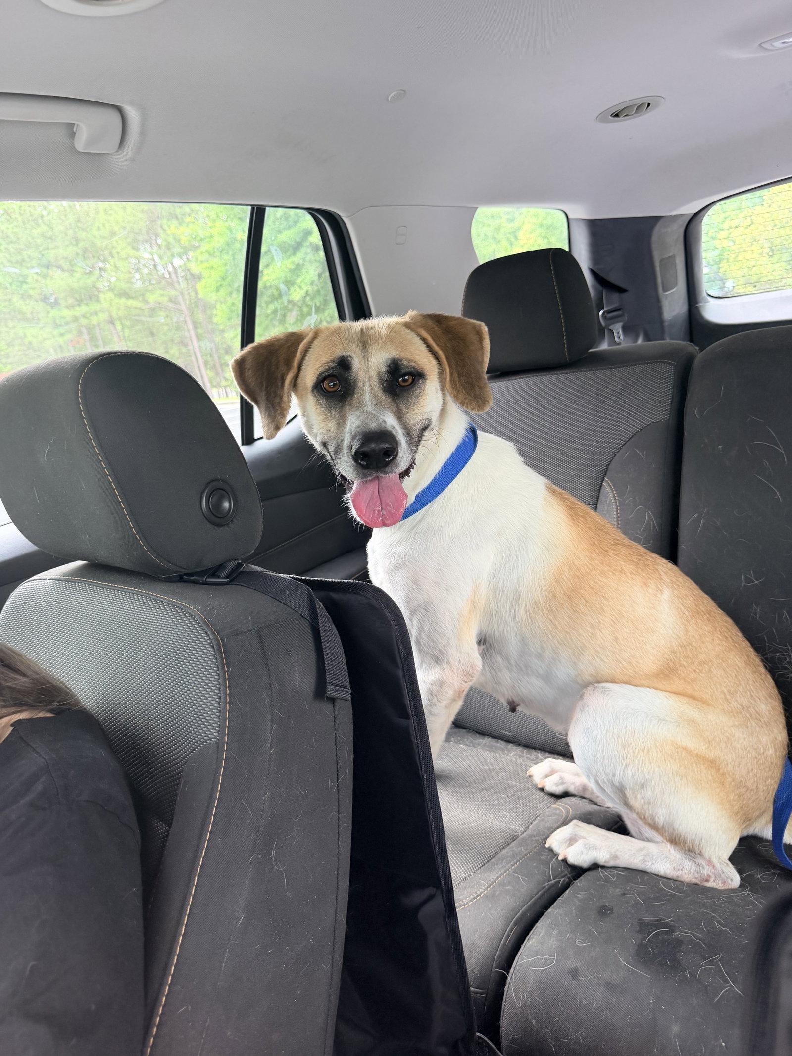 Enlarge Angel, a Adoptable Anatolian Shepherd in Raleigh, NC image 3/3