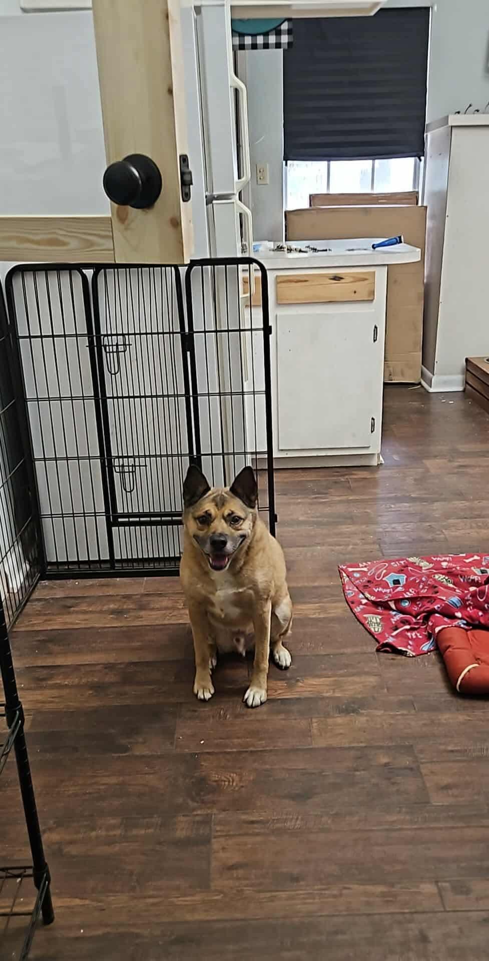 Enlarge Jeb, a Adoptable mixed breed in Eatontown, NJ image 2/5