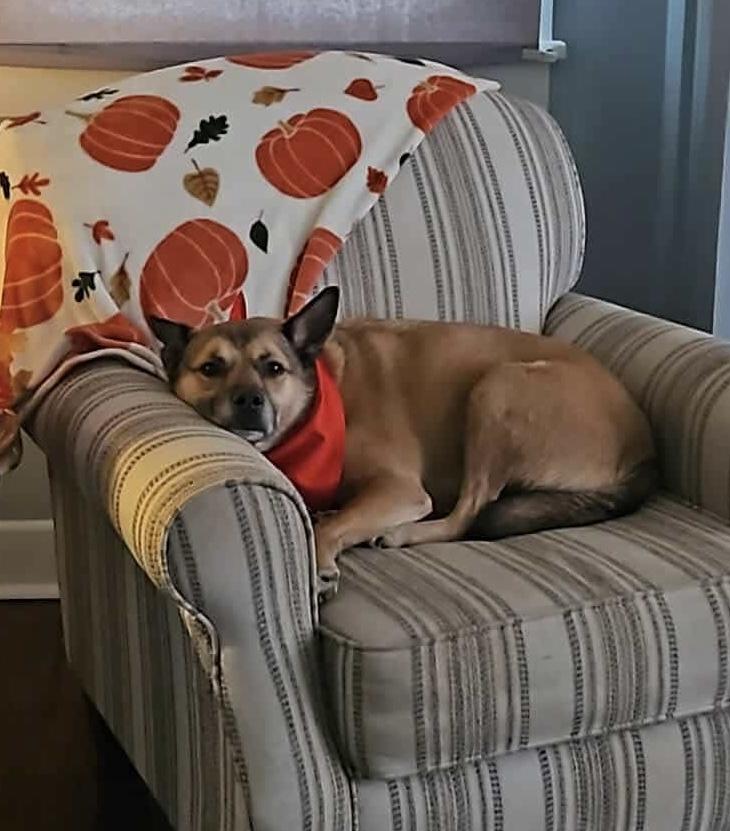 Enlarge Jeb, a Adoptable mixed breed in Eatontown, NJ image 5/5