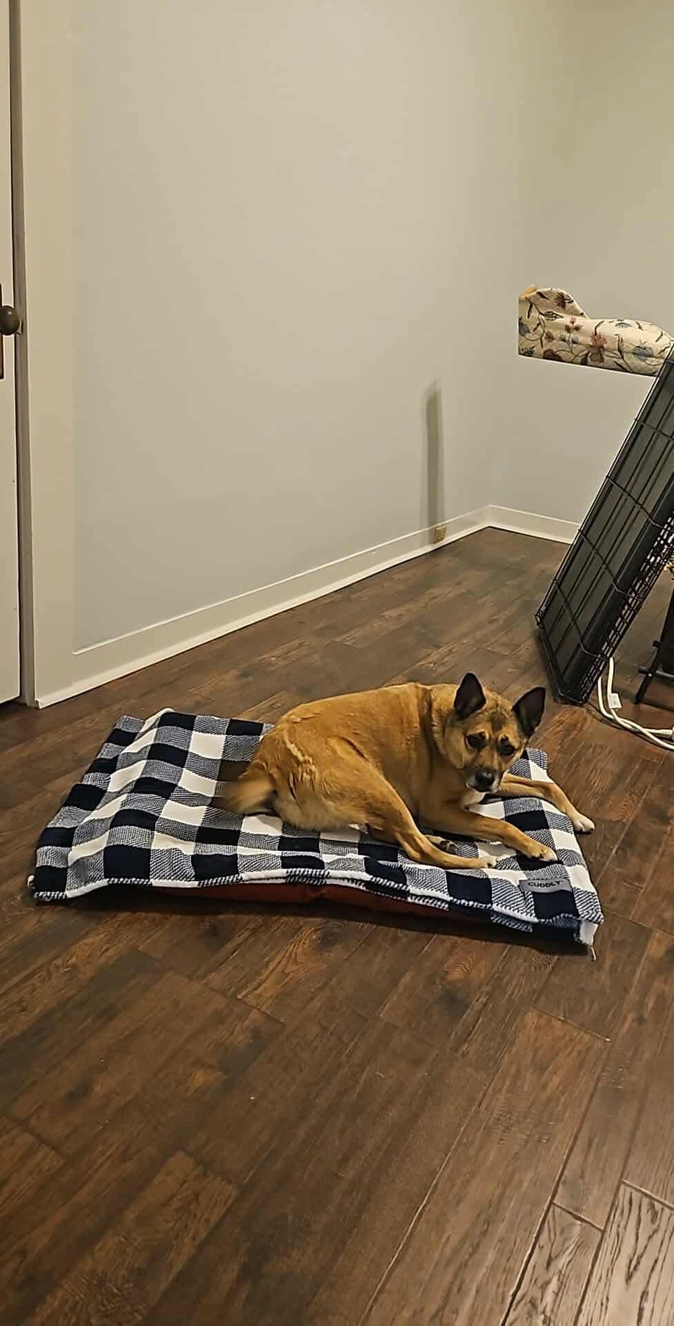 Enlarge Jeb, a Adoptable mixed breed in Eatontown, NJ image 4/5