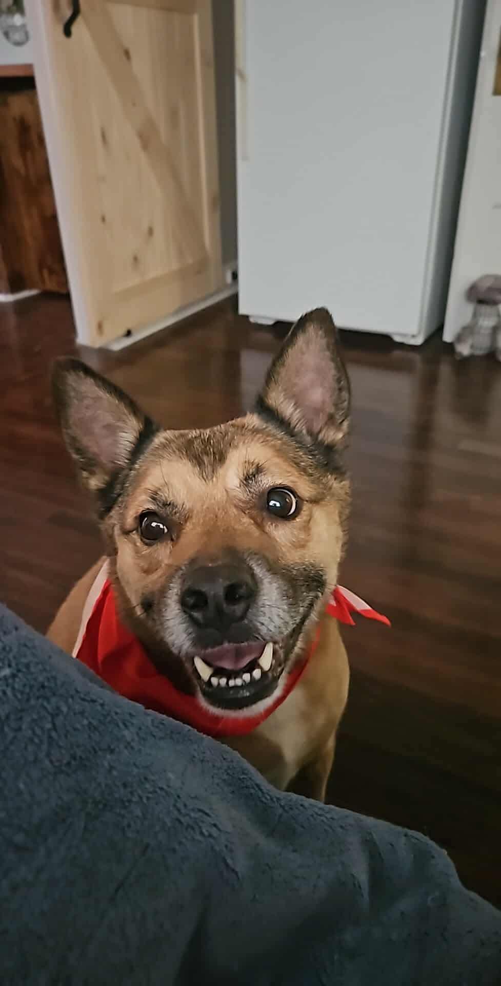 Jeb, Adoptable, Senior Male Mixed Breed & Hound.