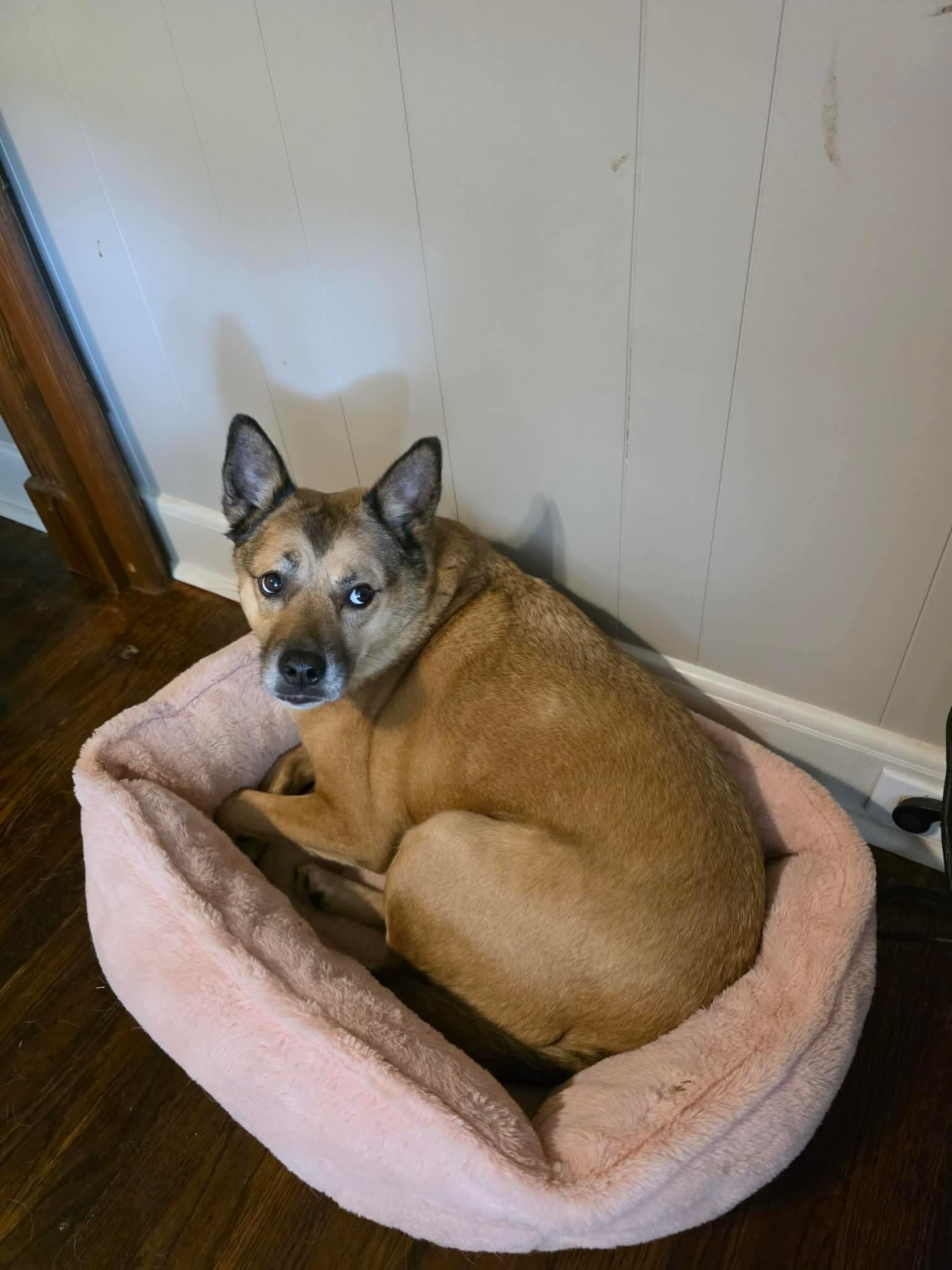 Enlarge Jeb, a Adoptable mixed breed in Eatontown, NJ image 6/6