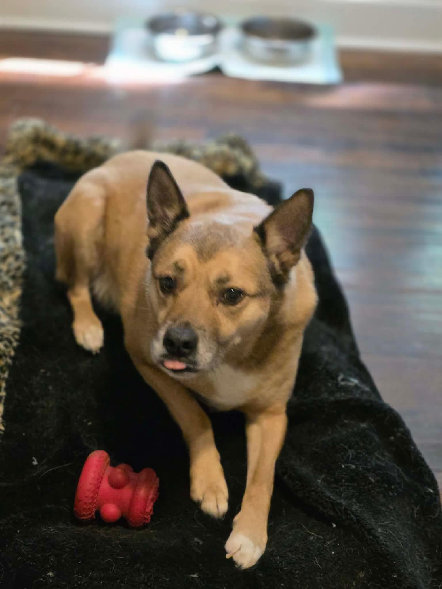 Enlarge Jeb, a Adoptable mixed breed in Eatontown, NJ image 4/6