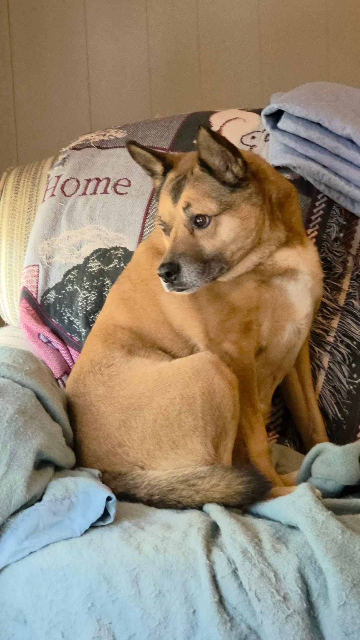 Enlarge Jeb, a Adoptable mixed breed in Eatontown, NJ image 5/6