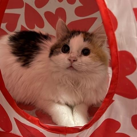 Rozina, an adopted mixed breed in Antioch, CA image 6/6