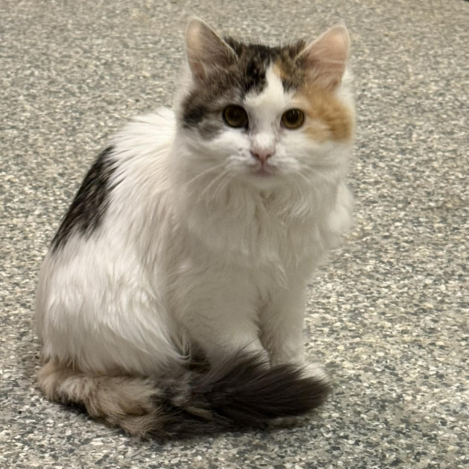 Rozina, an adopted mixed breed in Antioch, CA image 5/6