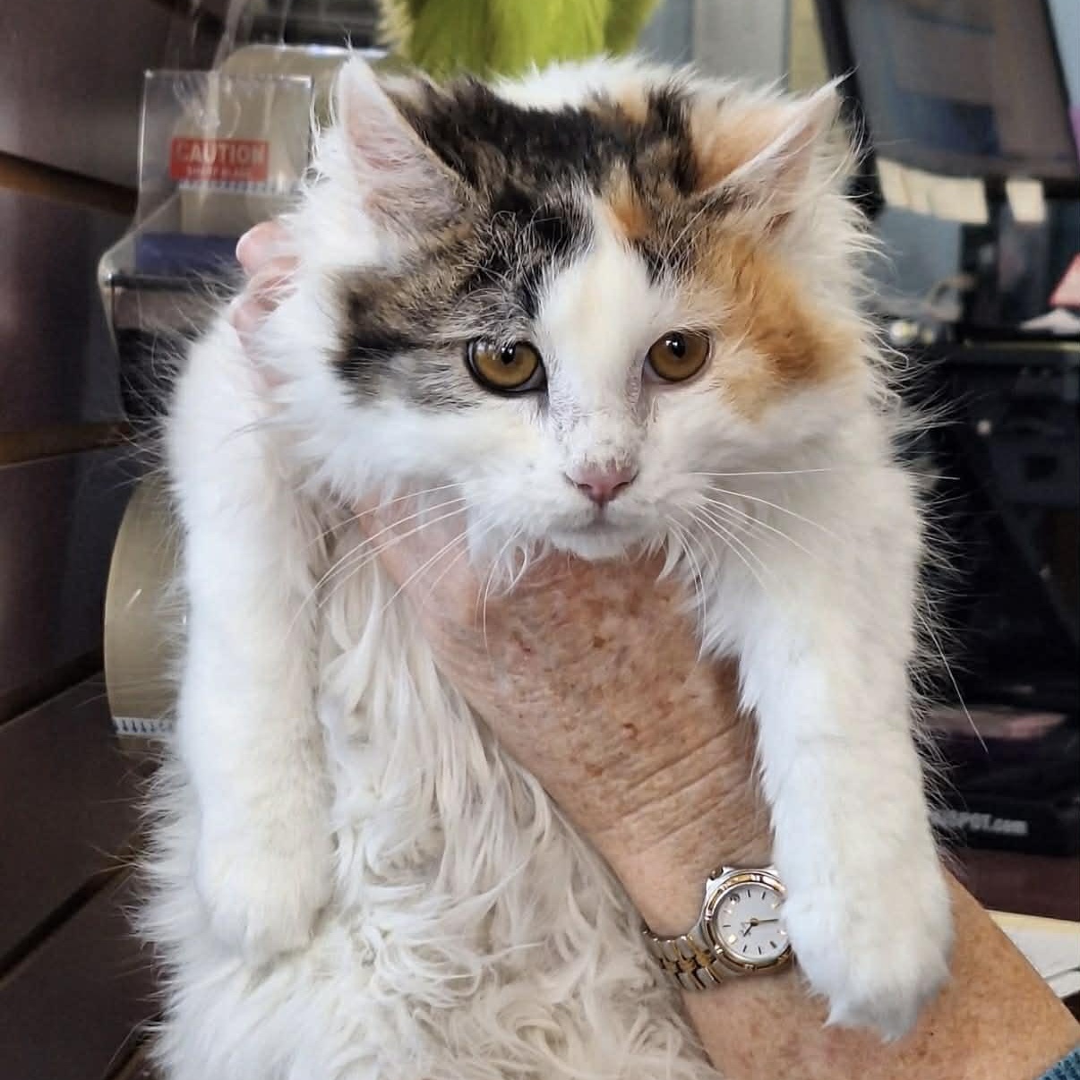 Rozina, an adopted mixed breed in Antioch, CA image 3/6