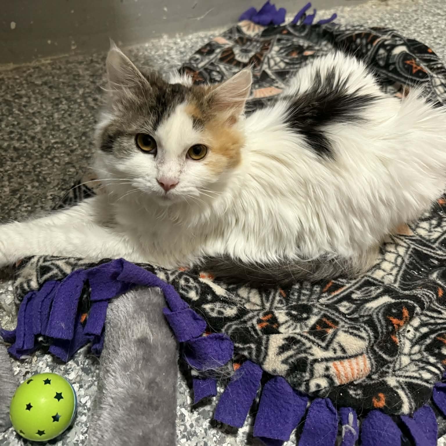 Rozina, an adopted mixed breed in Antioch, CA image 1/6