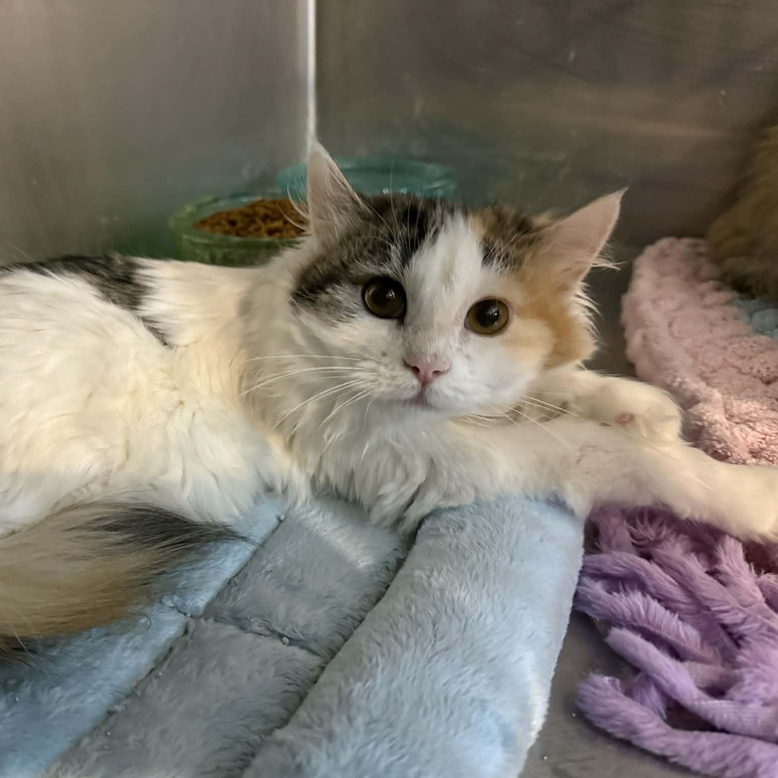 Rozina, an adopted mixed breed in Antioch, CA image 2/6