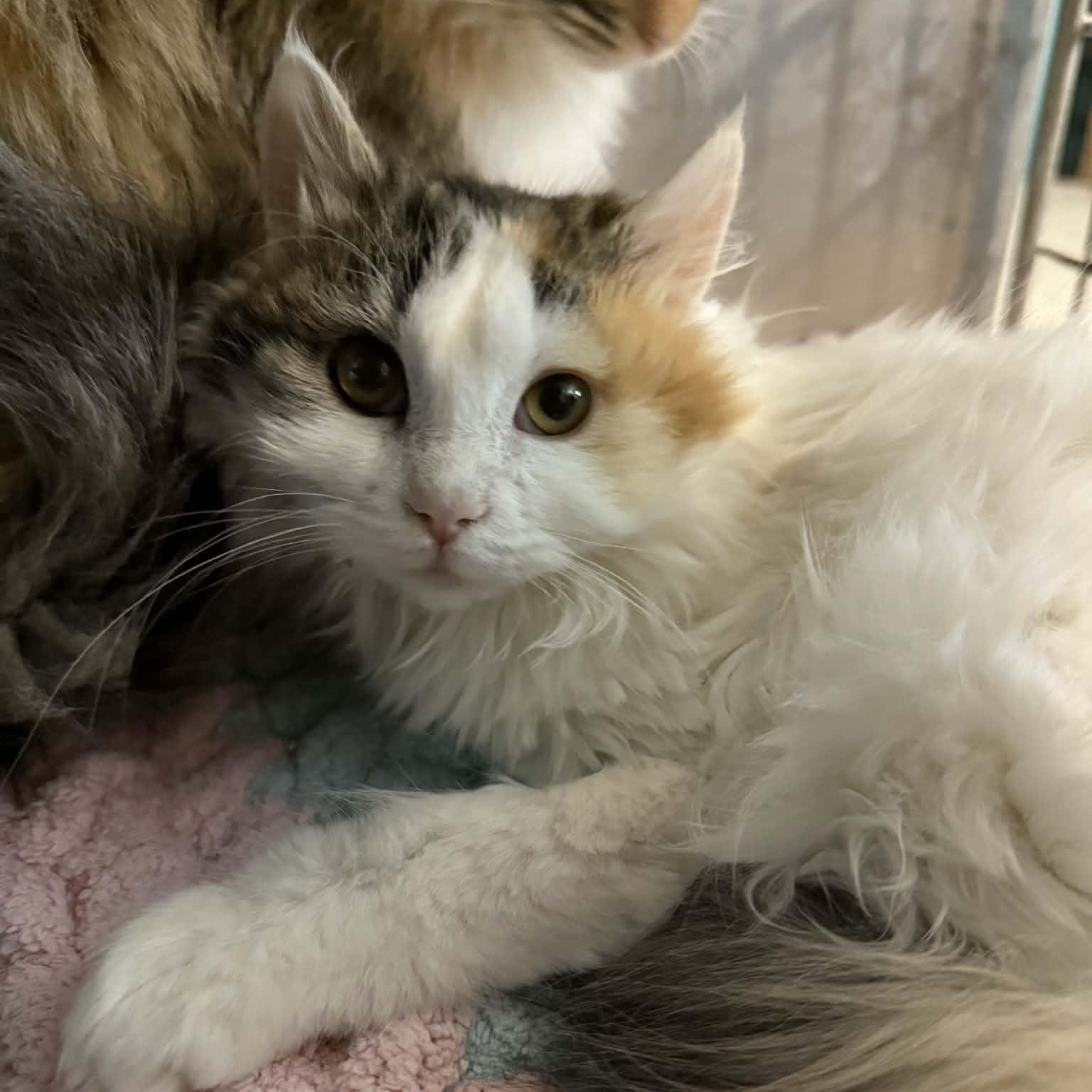 Rozina, an adopted mixed breed in Antioch, CA image 4/6