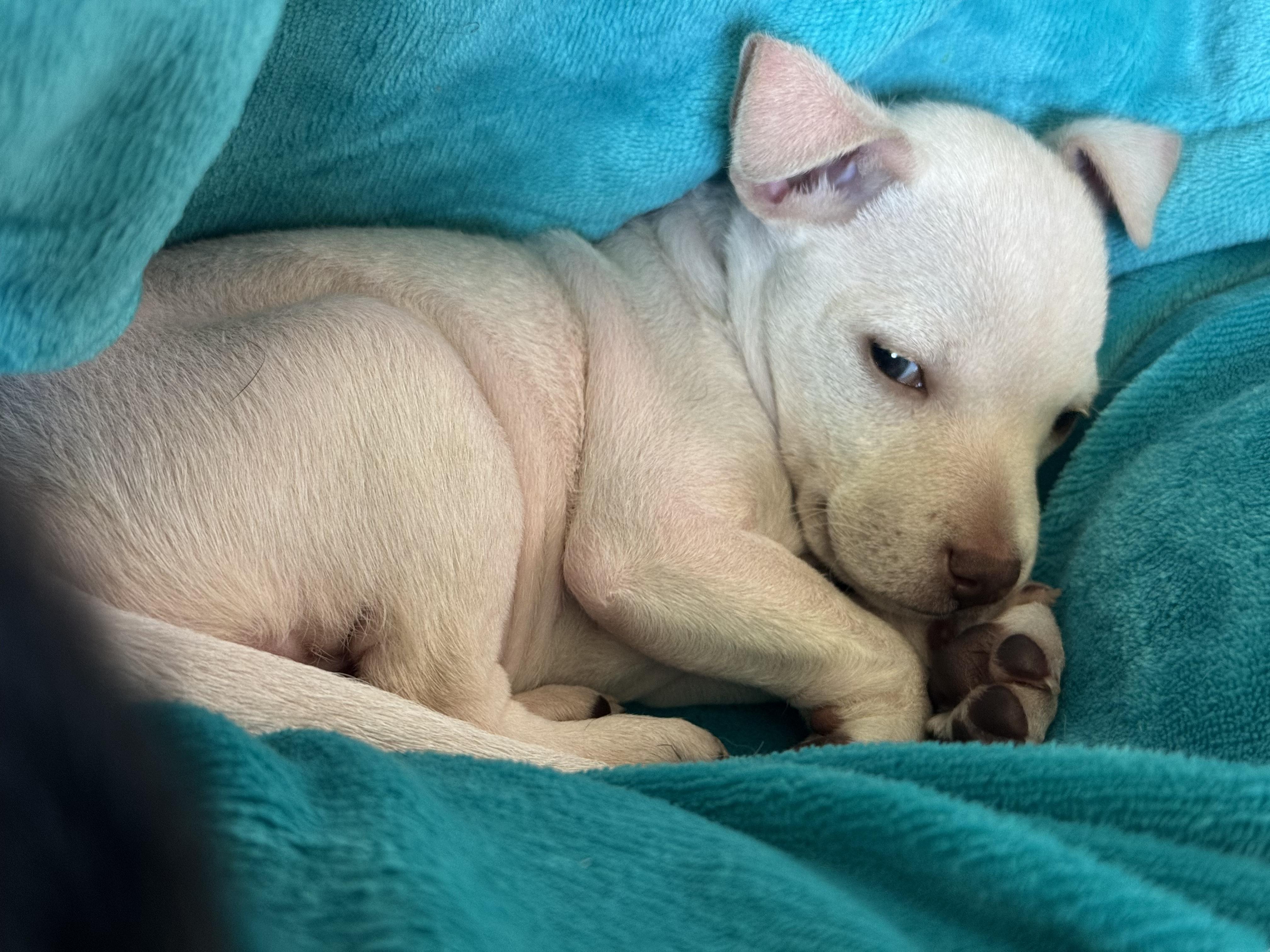 JC Mash, ADOPTABLE, Puppy Male Chihuahua.