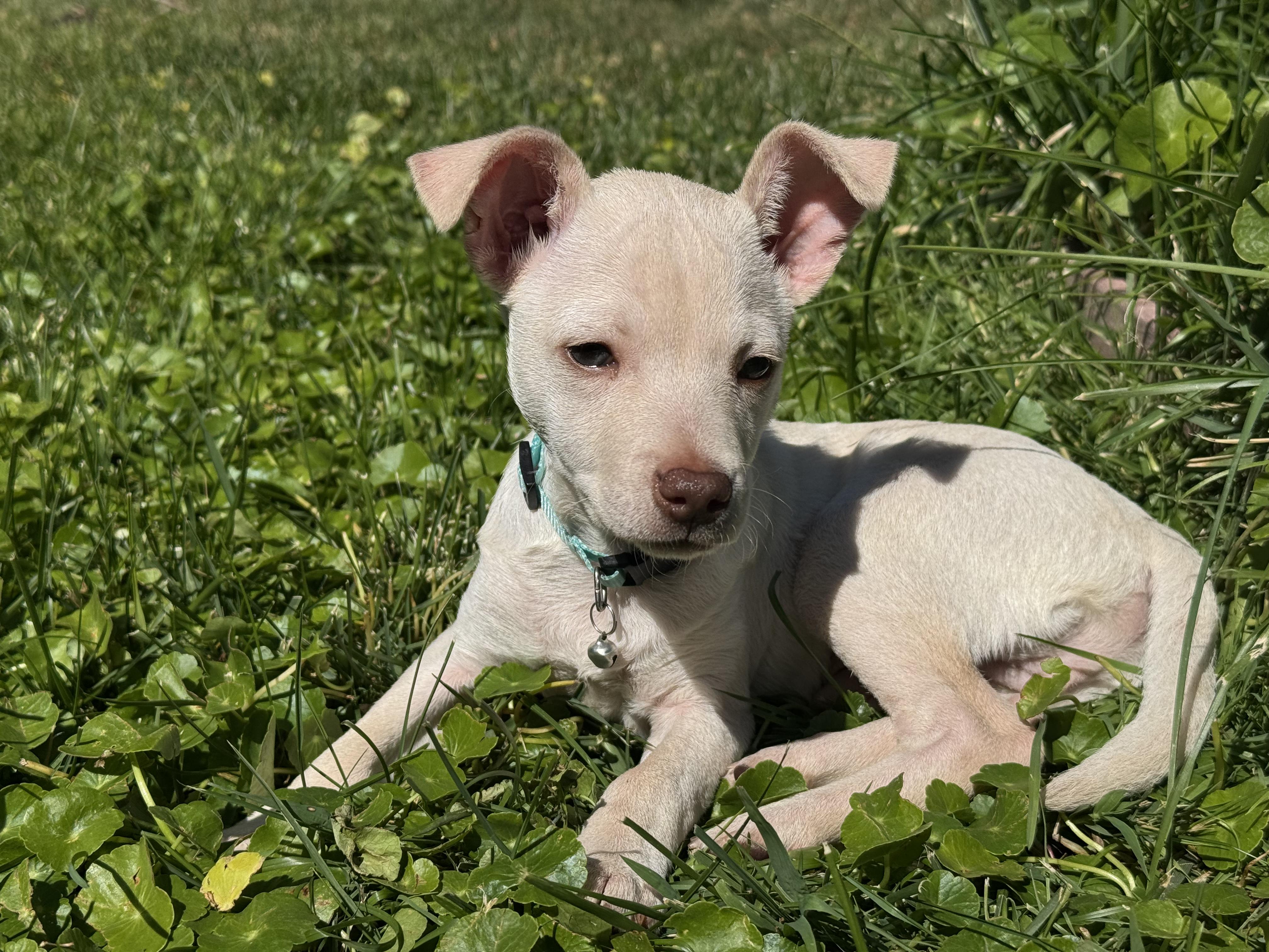 Enlarge JC Tater, a Adoptable Chihuahua in Penryn, CA image 1/4