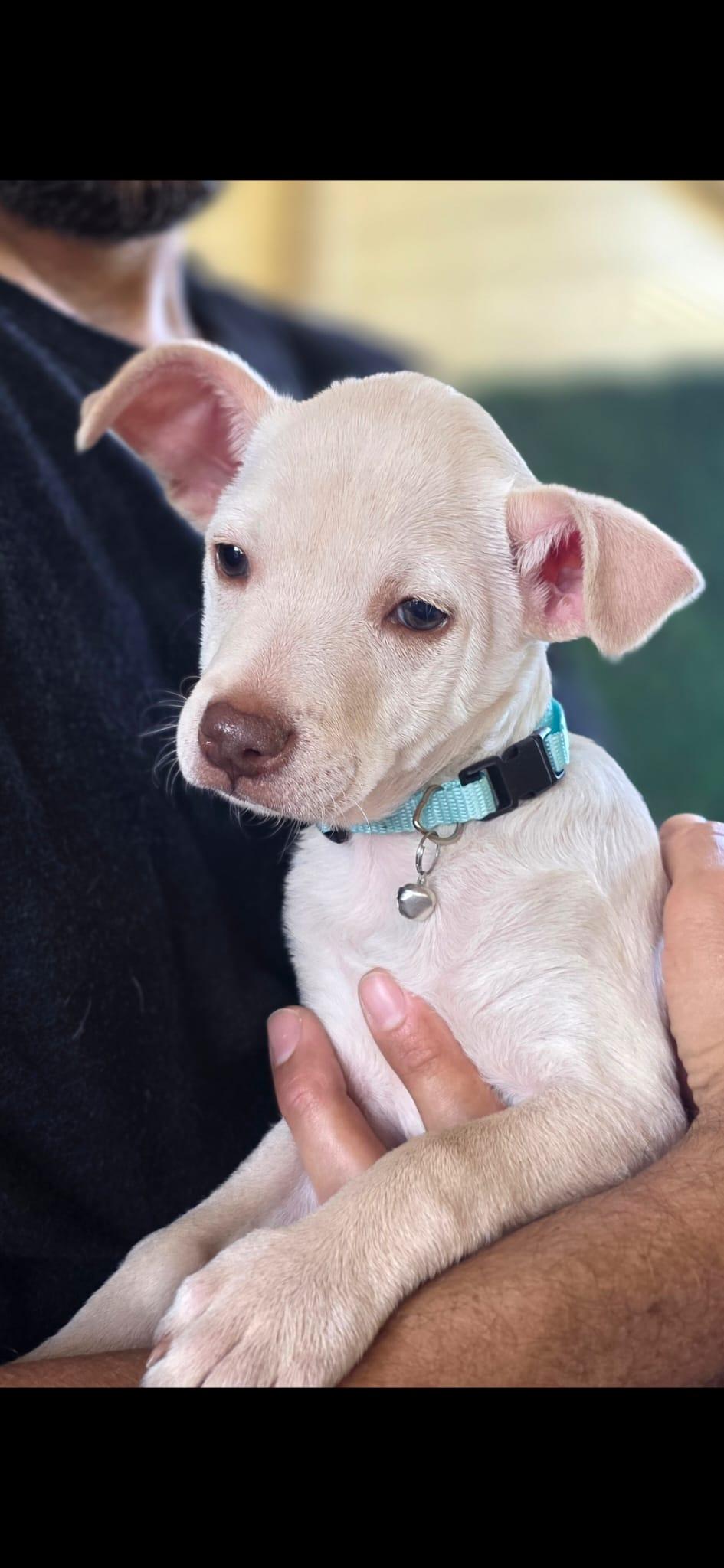 Enlarge JC Tater, a Adoptable Chihuahua in Penryn, CA image 2/4
