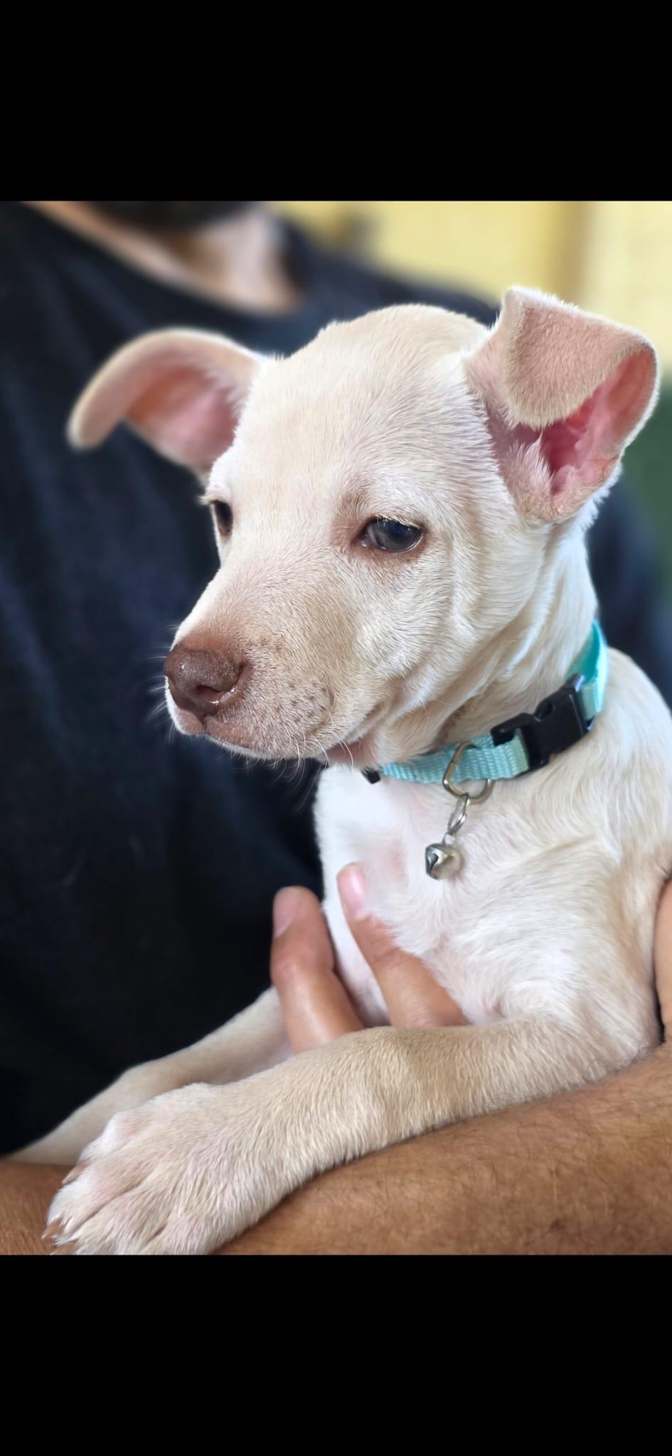 Enlarge JC Tater, a Adoptable Chihuahua in Penryn, CA image 3/4