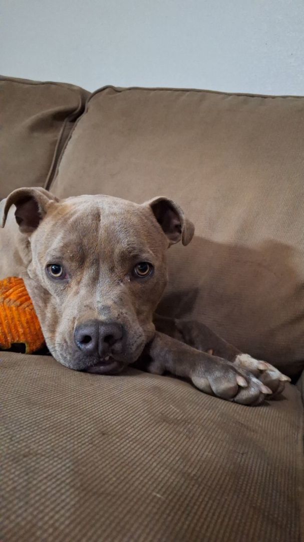 Enlarge Beau, a Adopted American Staffordshire Terrier in Arlington, WA image 1/6