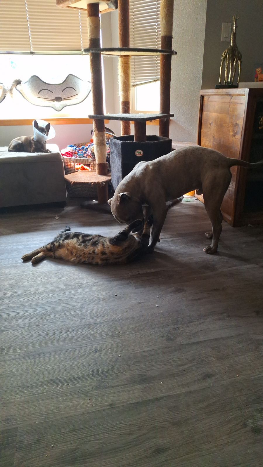 Enlarge Beau, a Adopted American Staffordshire Terrier in Arlington, WA image 2/6