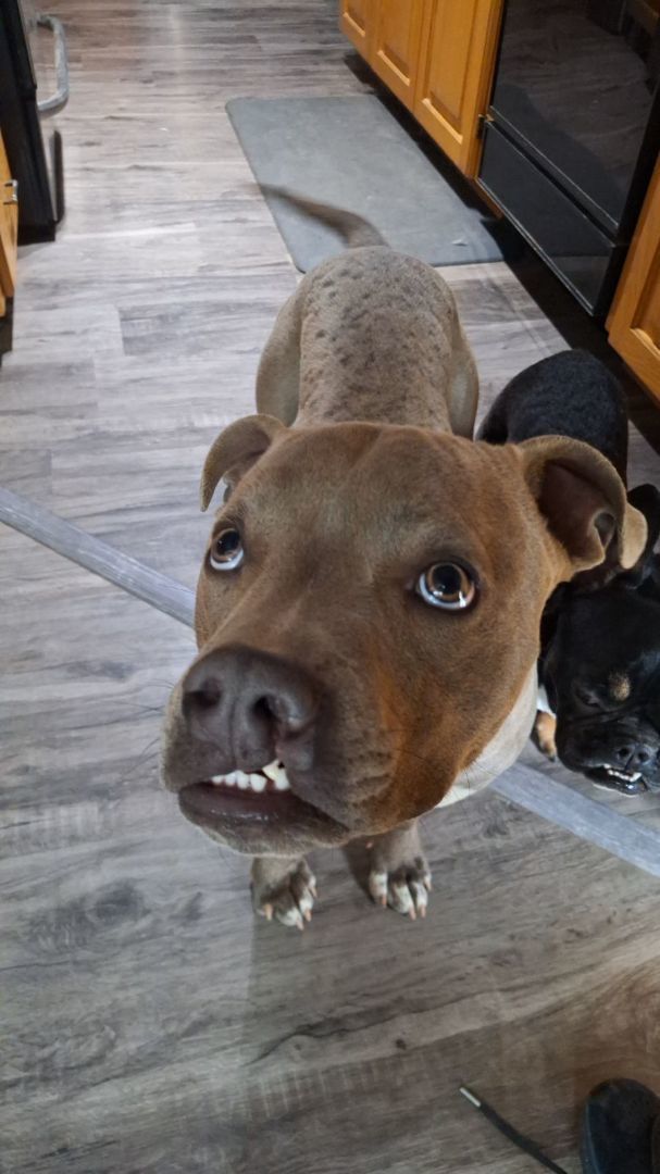 Enlarge Beau, a Adopted American Staffordshire Terrier in Arlington, WA image 3/6