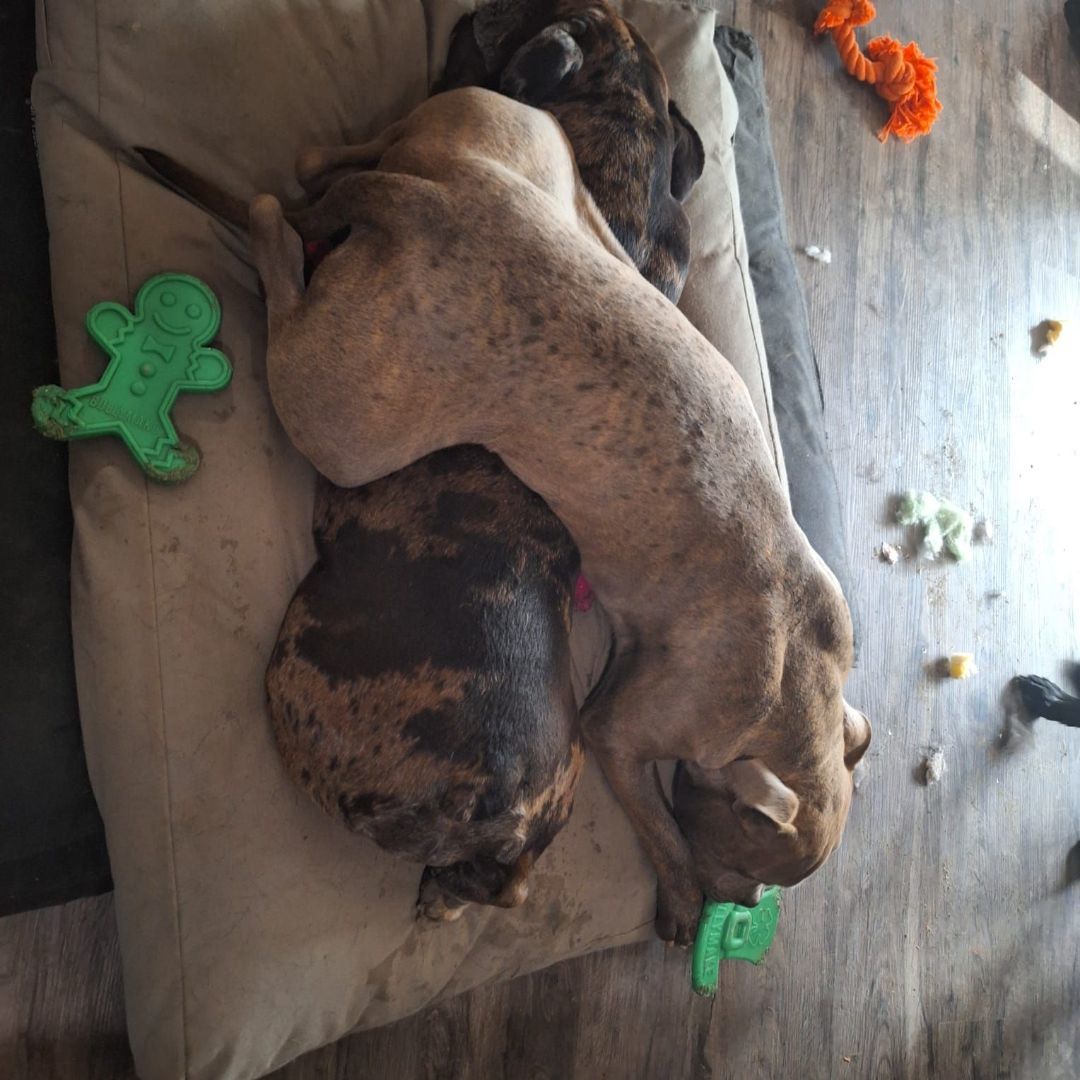 Enlarge Beau, a Adopted American Staffordshire Terrier in Arlington, WA image 4/6