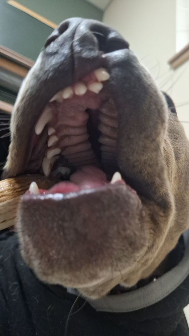 Enlarge Beau, a Adopted American Staffordshire Terrier in Arlington, WA image 5/6