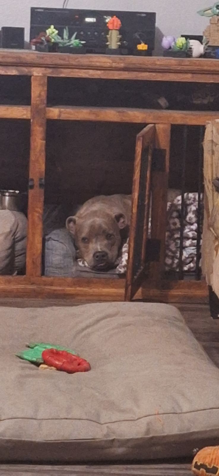 Enlarge Beau, a Adopted American Staffordshire Terrier in Arlington, WA image 6/6