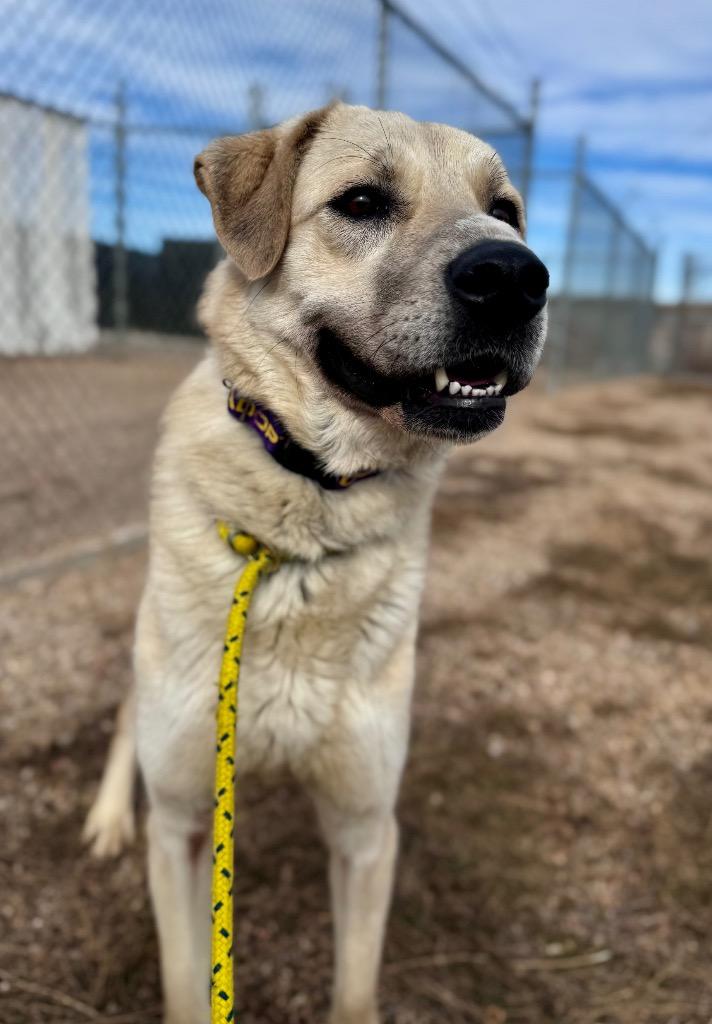 November, a Adoptable Anatolian Shepherd in Gillette, WY image 4/6