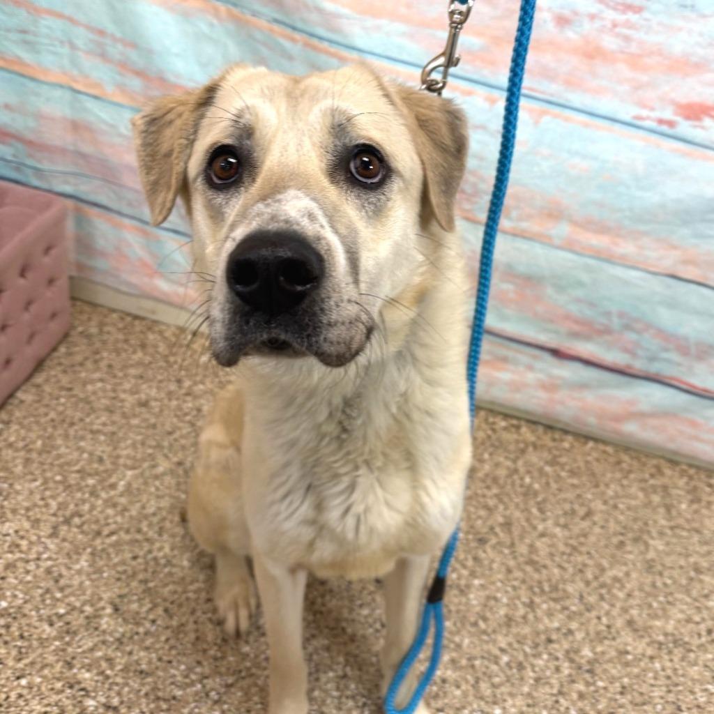 November, a Adoptable Anatolian Shepherd in Gillette, WY image 5/6