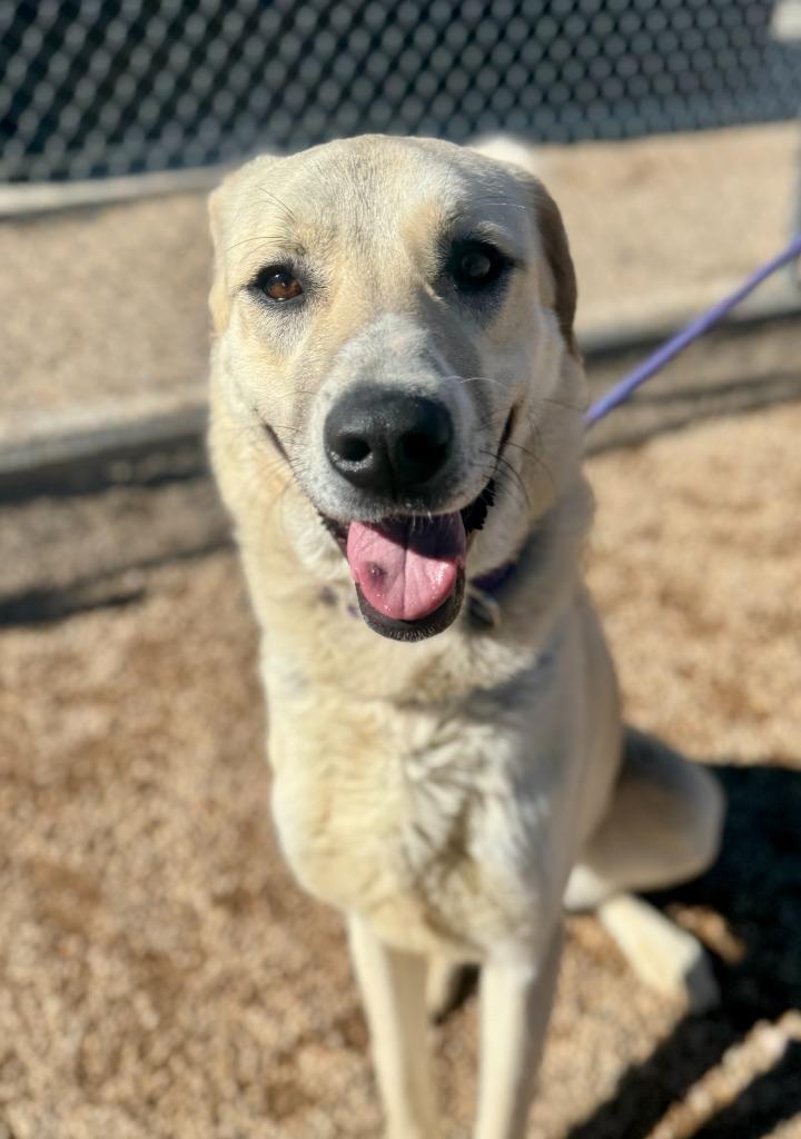 November, a Adoptable Anatolian Shepherd in Gillette, WY image 6/6
