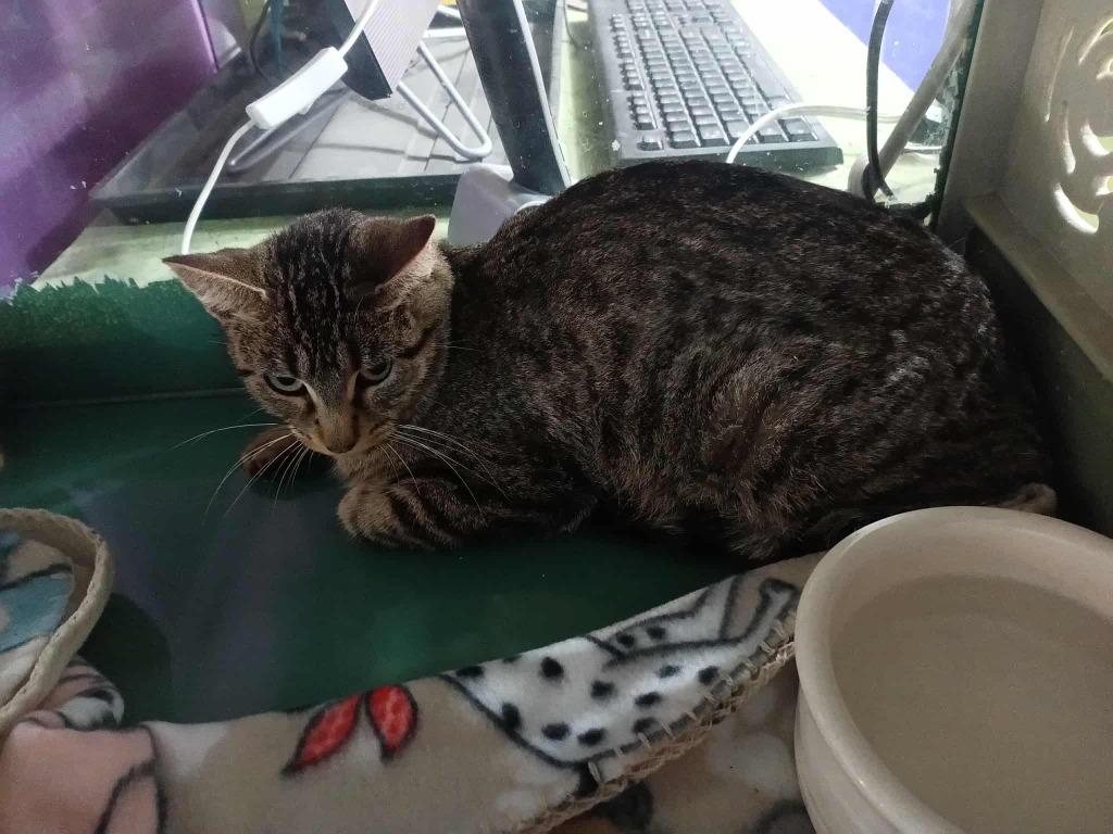 Spitfire, Adoptable, Young Female Domestic Short Hair.