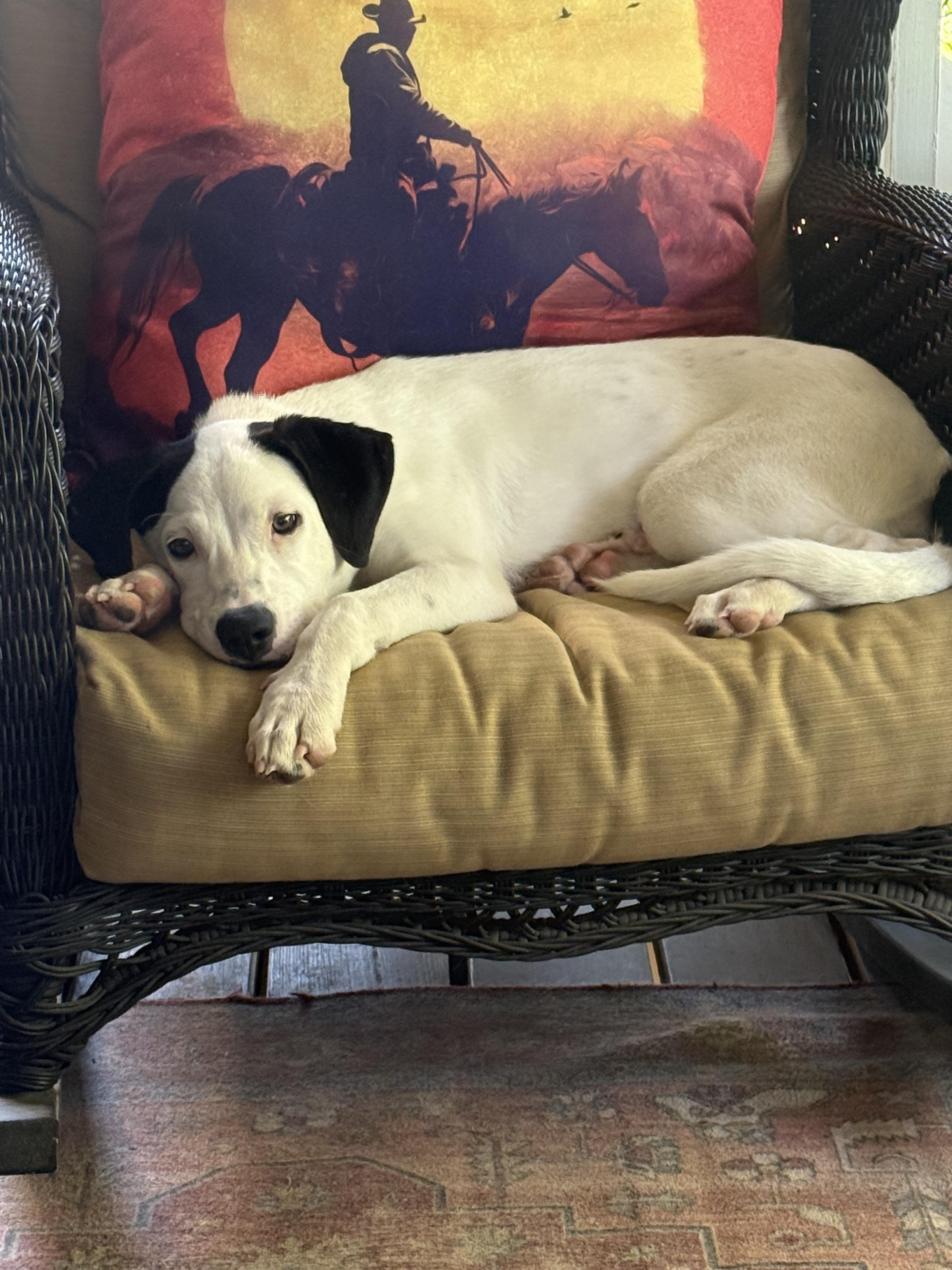 Pepper J thumbnail 2