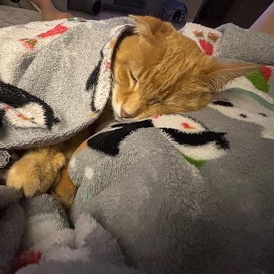 Enlarge Baloo, a Adoptable Domestic Short Hair in Webster, TX image 1/5