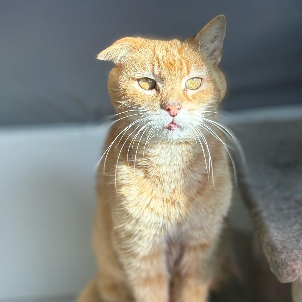 Enlarge Baloo, a Adoptable Domestic Short Hair in Webster, TX image 2/5