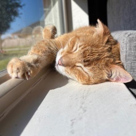 Enlarge Baloo, a Adoptable Domestic Short Hair in Webster, TX image 3/5