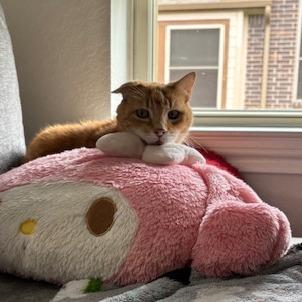 Enlarge Baloo, a Adoptable Domestic Short Hair in Webster, TX image 5/5