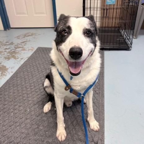 Winston, Adoptable, Adult Male Border Collie.