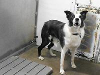 Enlarge Winston, a Adoptable Border Collie in Ogdensburg, NY image 2/2