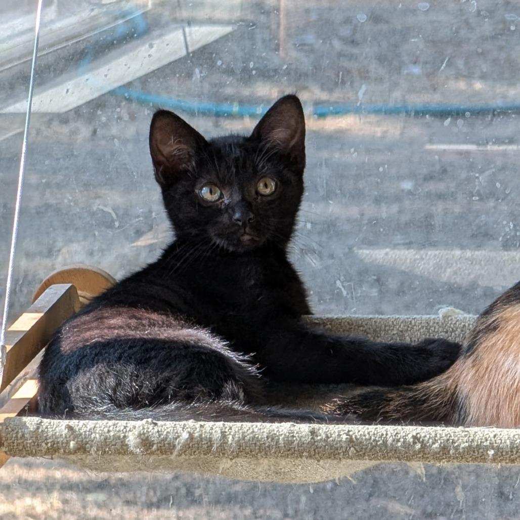 Enlarge Everett, a Adoptable Domestic Short Hair in Brea, CA image 2/4