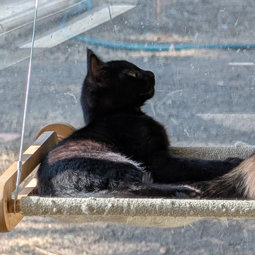 Enlarge Everett, a Adoptable Domestic Short Hair in Brea, CA image 3/4
