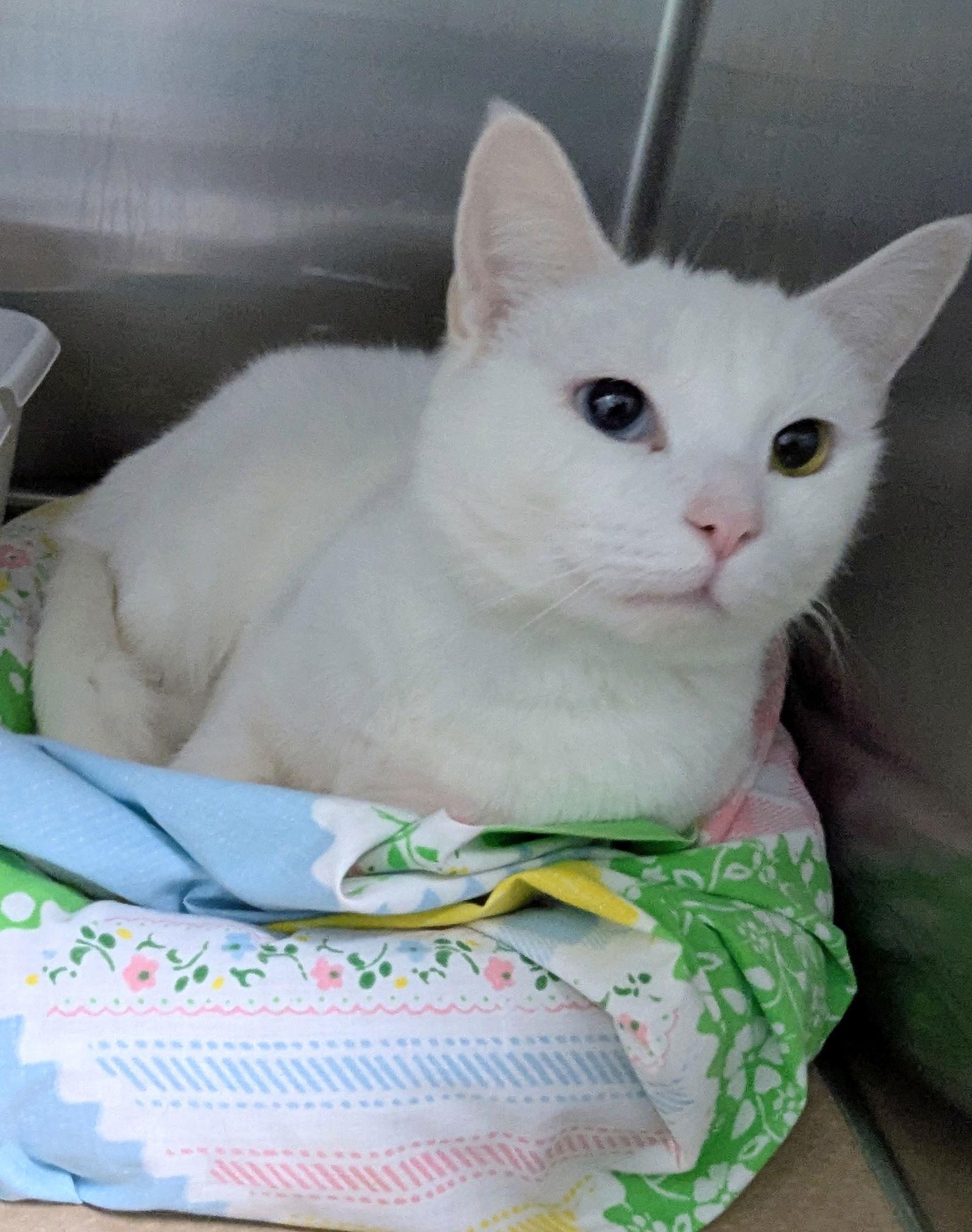 Enlarge Winter Weather, a Adopted Domestic Short Hair in Trenton, NJ image 2/3