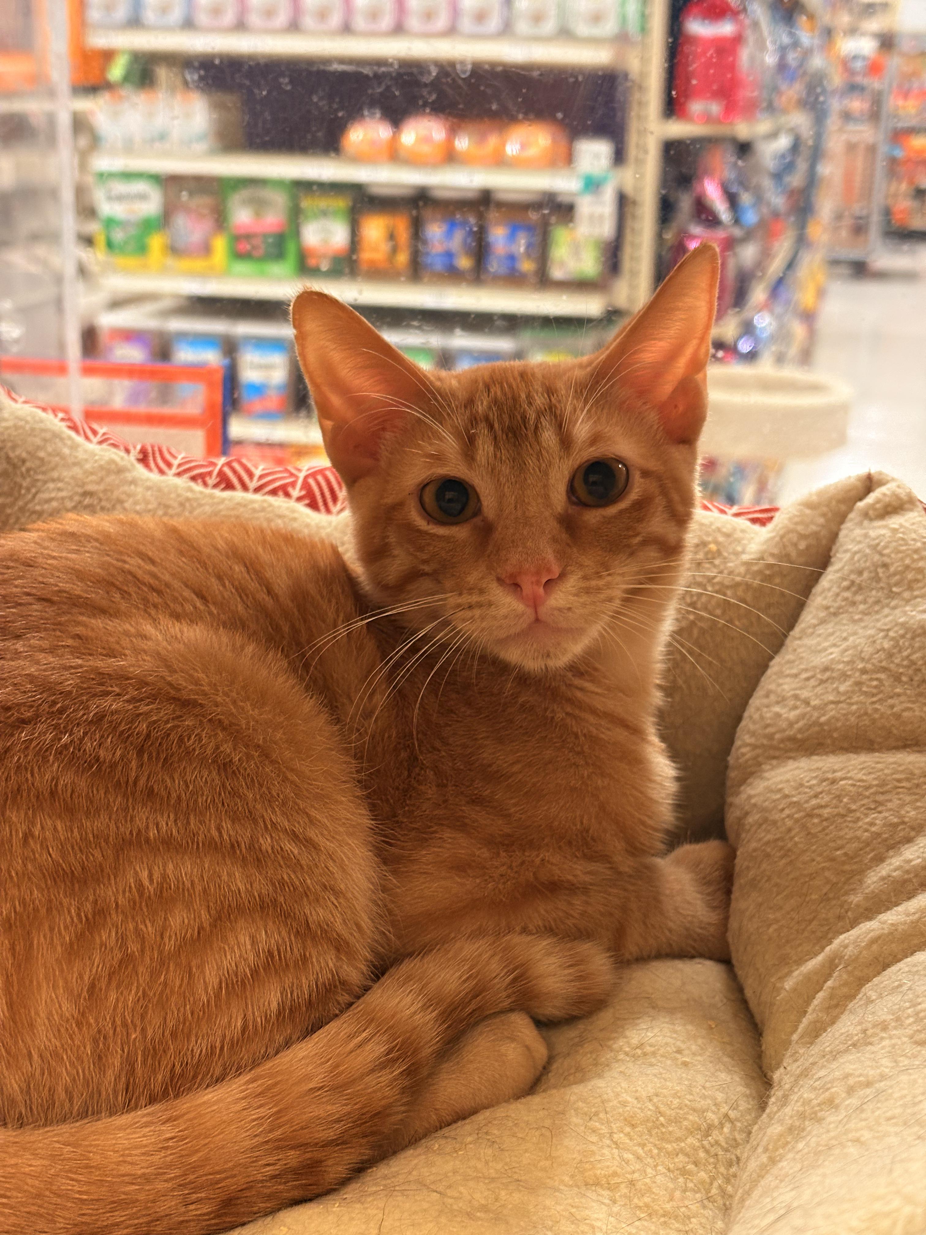 Enlarge Matthew - Brother of Teddy, a Adoptable Tabby in Houston, TX image 5/6