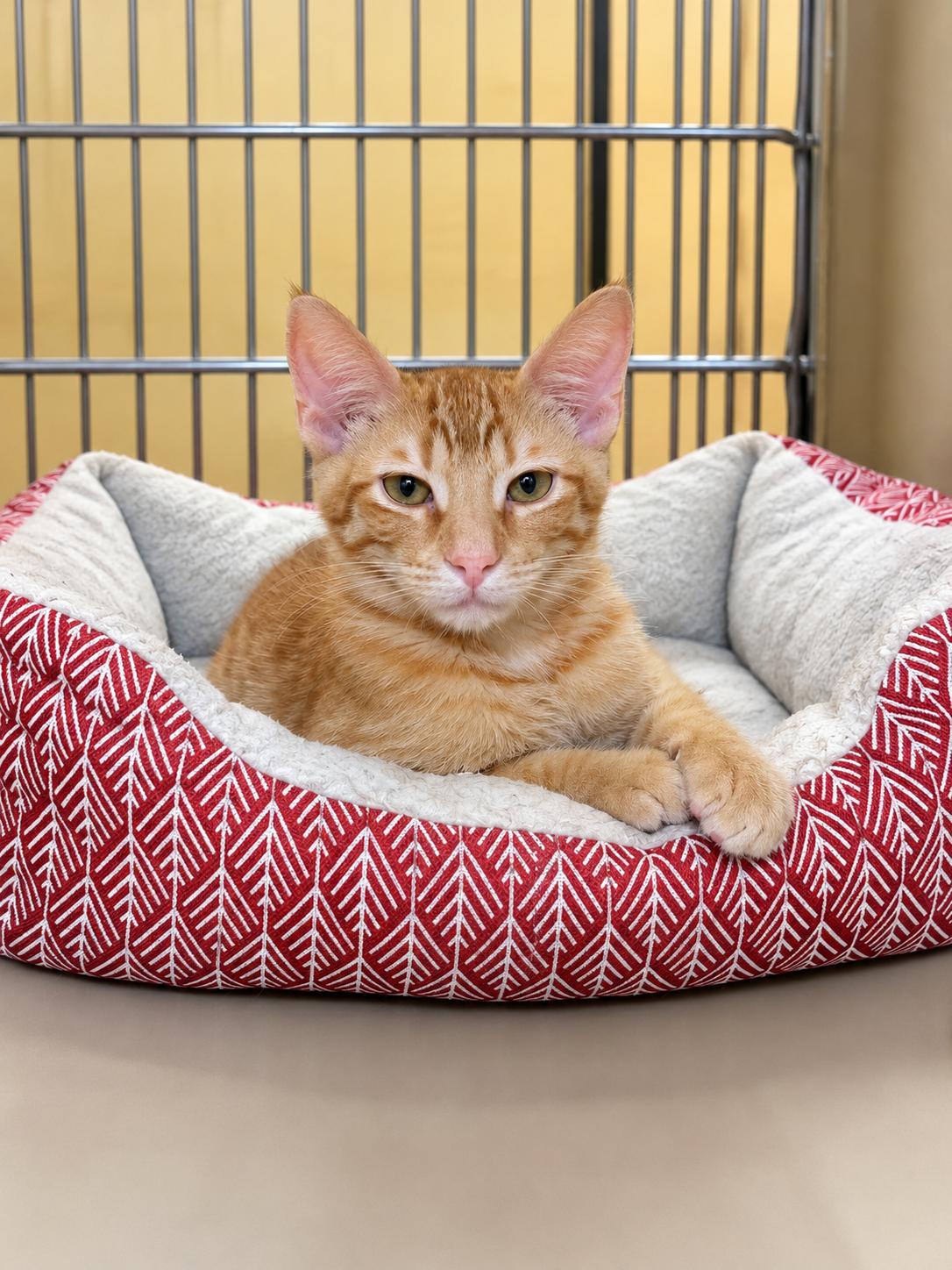 Enlarge Matthew - Brother of Teddy, a Adoptable Tabby in Houston, TX image 1/6