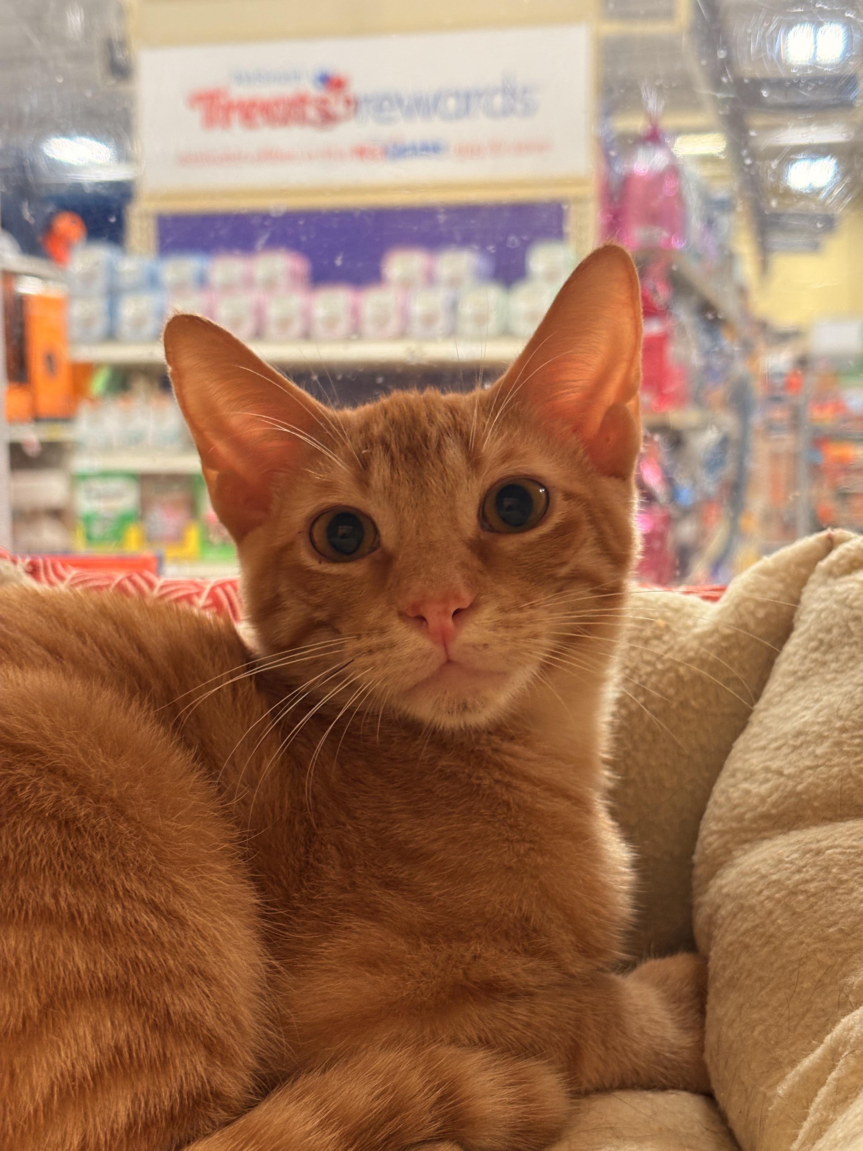 Enlarge Matthew - Brother of Teddy, a Adoptable Tabby in Houston, TX image 6/6