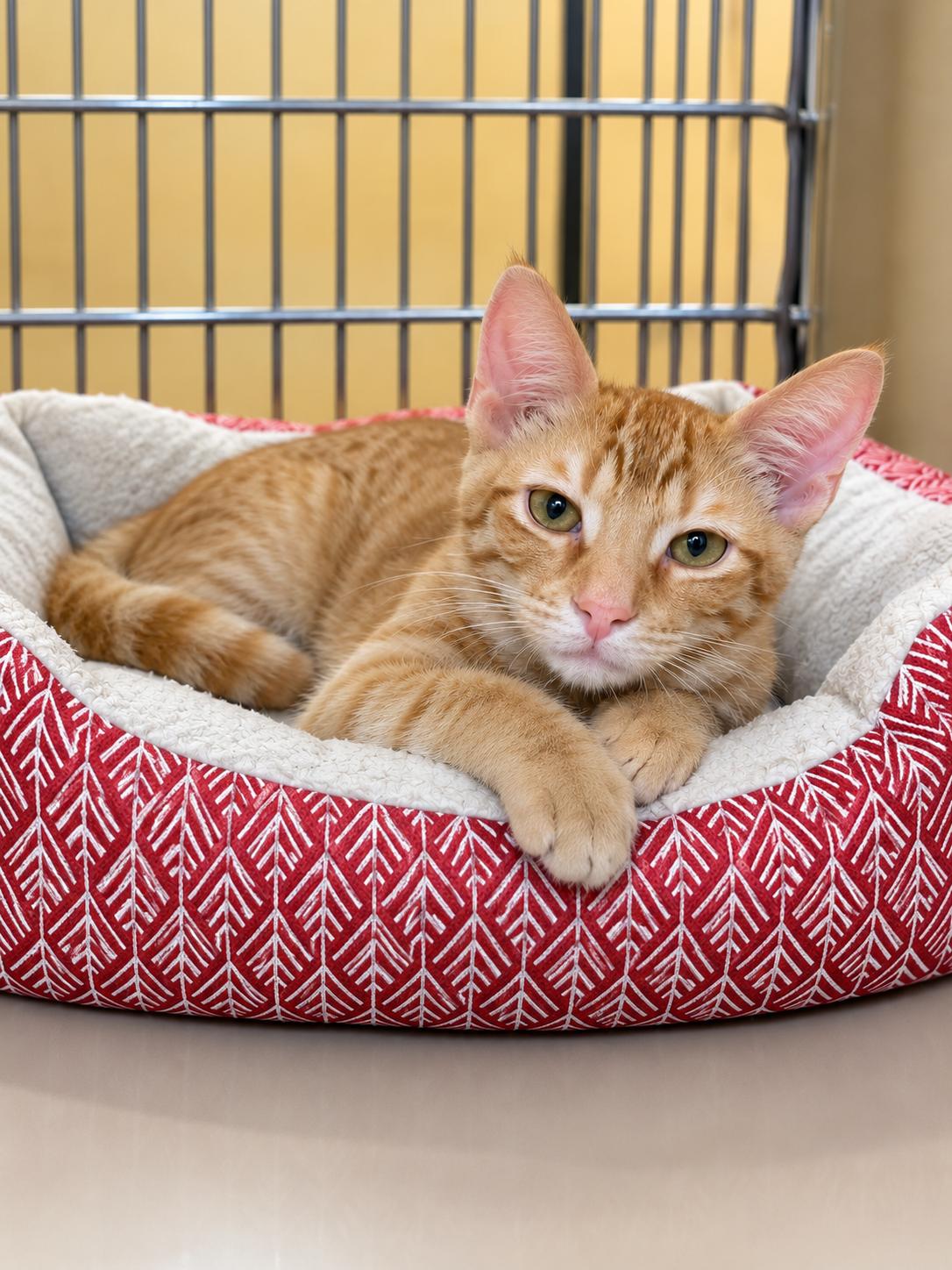 Enlarge Matthew - Brother of Teddy, a Adoptable Tabby in Houston, TX image 3/6